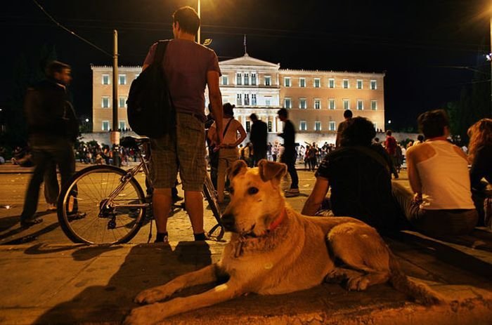 Анархия в Греции: оппозиционеров вдохновляет собака Сосиска (14 фото)