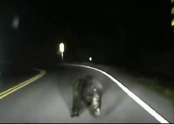 Полицейские подтолкнули медвежонка