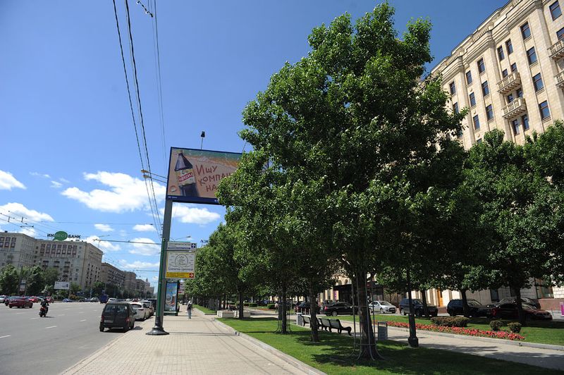 Улица должна. Деревья в городе Москва. Зеленые улицы Москвы. Когда деревья станут зелеными в Москве.