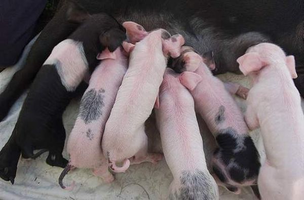 13 свиней. Собака усыновила поросенка. Фото поросят и их маму. Поросенок 14 февраля.