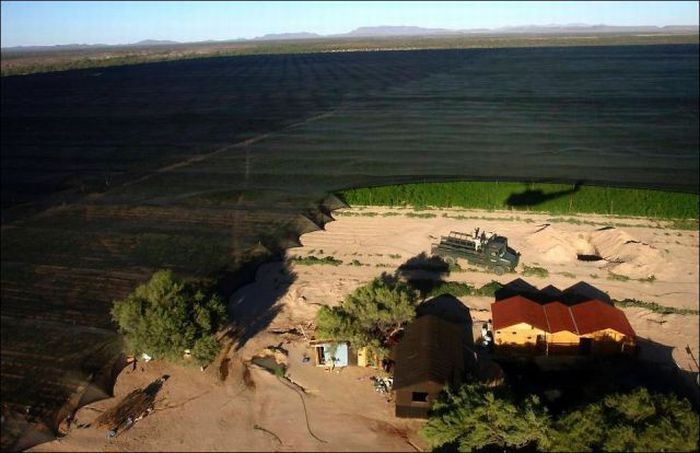 В Мексике обнаружена крупнейшая плантация конопли площадью 120 га (7 фото)