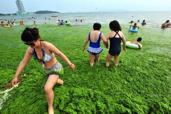 Самый большой пляж города Циндао в Китае покрыт водорослями  (8 фото)
