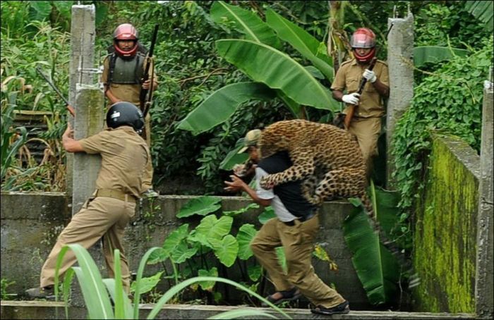 Нападение дикого леопарда на людей в Индии (7 фото)