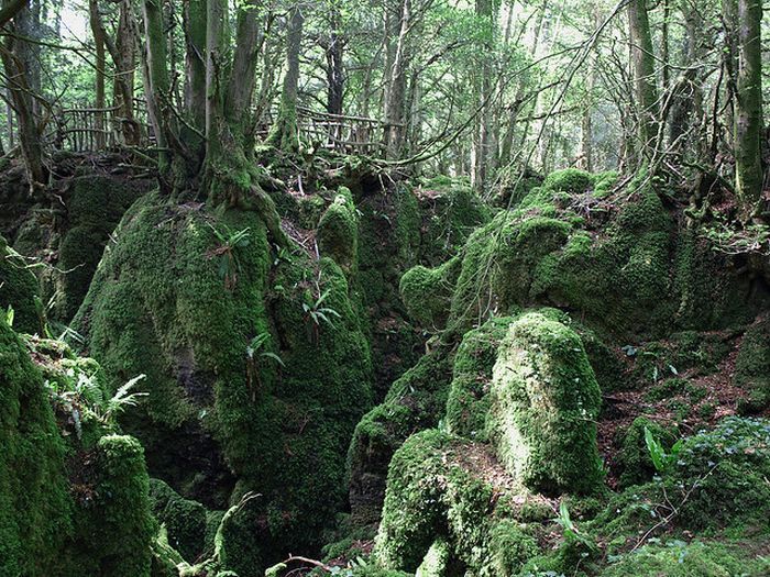 Puzzlewood - загадочный лес (21 фото)