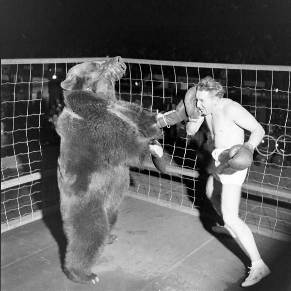 Ретро-бокс: медведь против человека (6 фото)