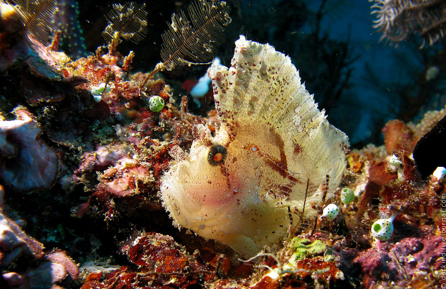 Пролив Лимбе – подводный зоопарк удивительных существ, о. Сулавеси, Индонезия