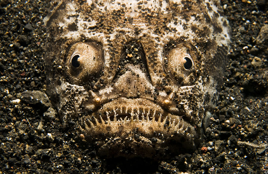 Пролив Лимбе – подводный зоопарк удивительных существ, о. Сулавеси, Индонезия