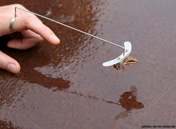 Помоги лягушке взлететь brain. Диамагнитная левитация лягушек. Опыт летающая лягушка. Эксперимент с летающей лягушкой. Лягушки и планирующий полет.