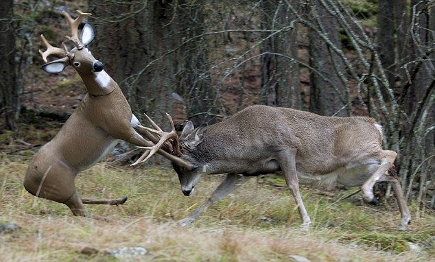 Боевой олень фото