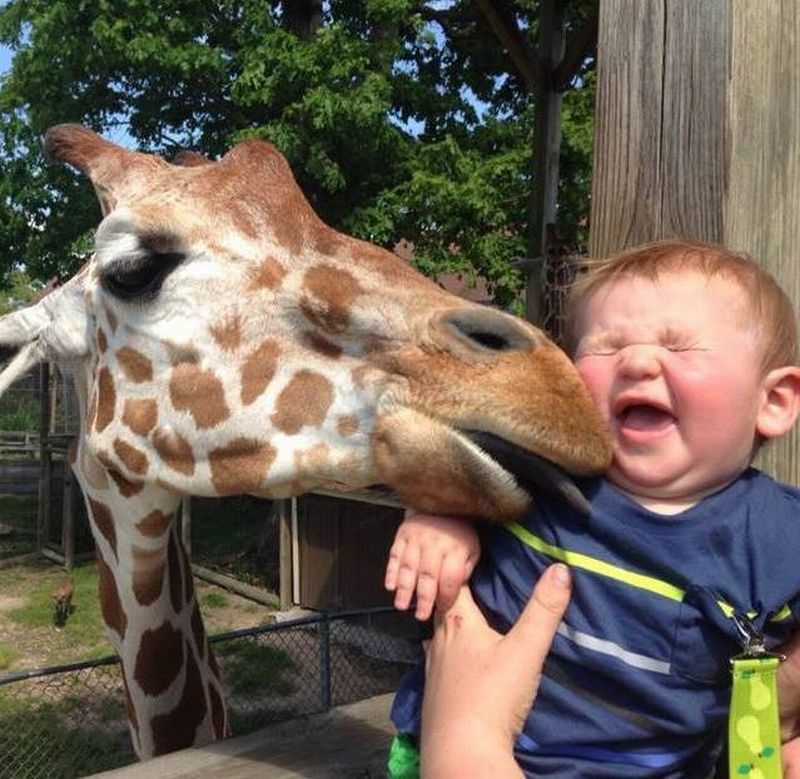 Смешные видео на свете. Забавные животные. Про жирафа для детей. Смешные дети и животные. Жирафы прикольные.