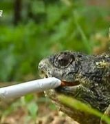 Грифовая черепаха из Китая выкуривает по десять сигарет в день