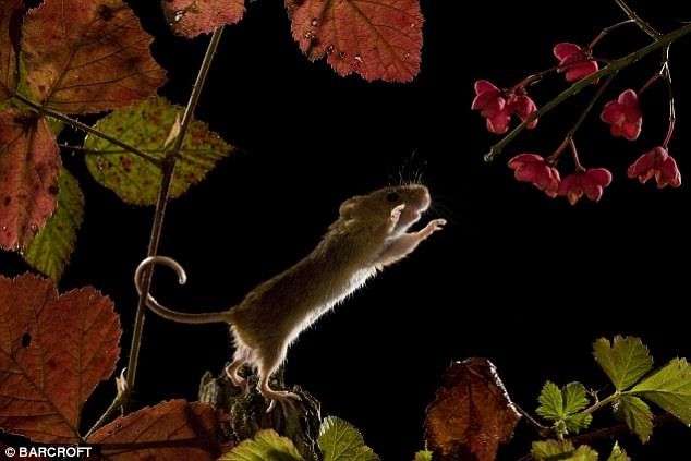 Мышь придерживается за веточку хвостом, пока тянется за вкусностями. Или может он цветов даме решил нарвать?
