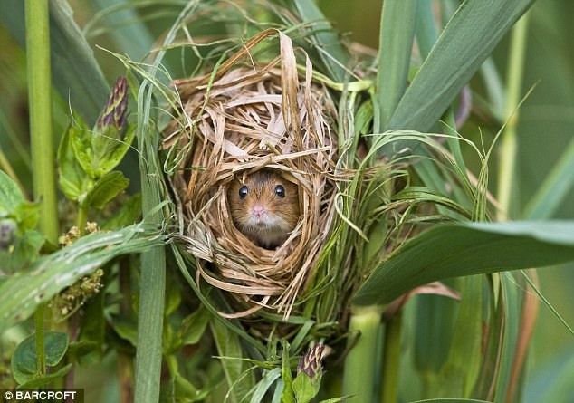 Мышь в гнезде среди тростника