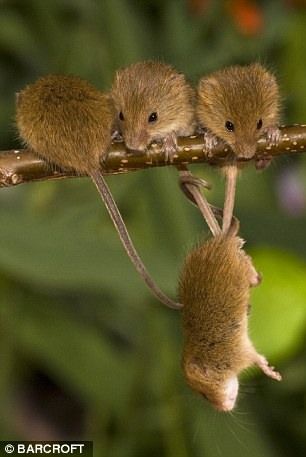 Тайная жизнь мышей (10 фото)