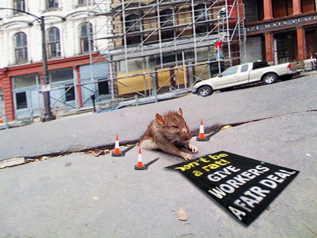 Крысы в нью йорке фото