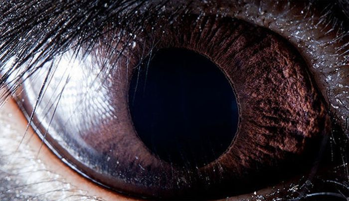 Глаза животных и рыб (14 фото)