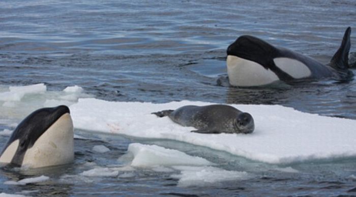 Тюлени объединились для добычи пищи (5 фото)