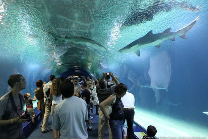 Самый большой аквариум в Европе (35 фото + 1 видео)