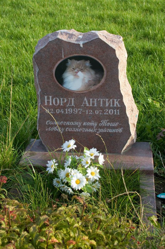 Кладбище домашних животных фото могил