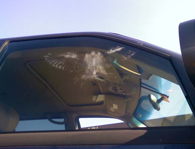 Не заметил стекло. Птица на стекле автомобиля. Птица врезалась в машину. Птица врезалась в стекло. Птица ударилась в СТЕКЛОСТЕКЛО.
