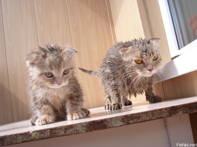 Мокрый кот. Мокрый котенок. Промокший котенок. Мокрая кошка. Мокрая киска с разговорами