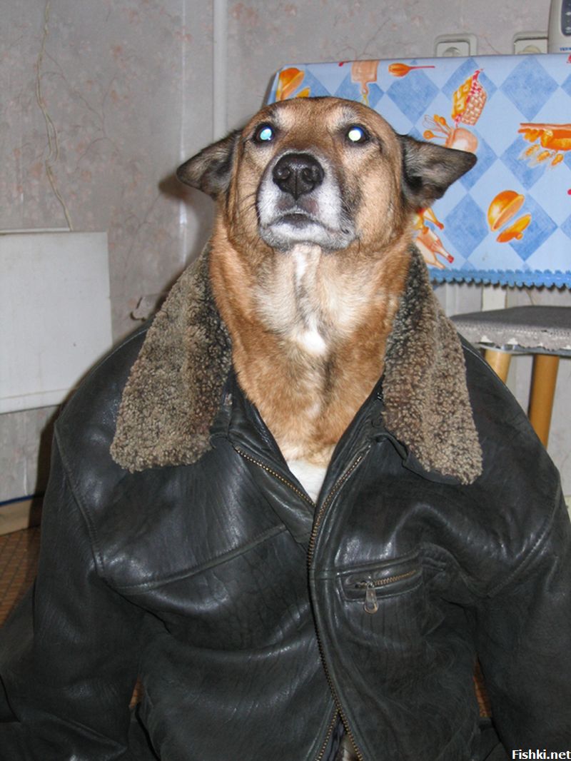 Собака в куртке Мем