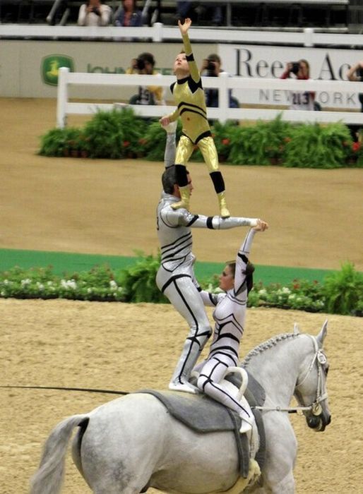 Vaulting Horse Gymnastics