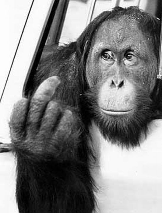 Животные показывают средний палец (24 фото)