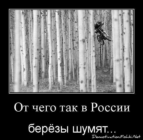 От чего так березы шумят. Береза мемы. Береза прикол. Шутки про березу. Березы в России смешно.