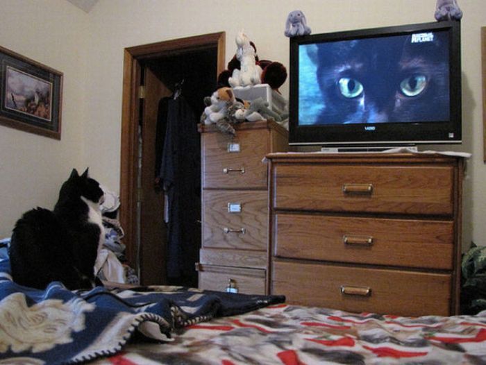 Они тоже любят смотреть телевизор (78 фото)