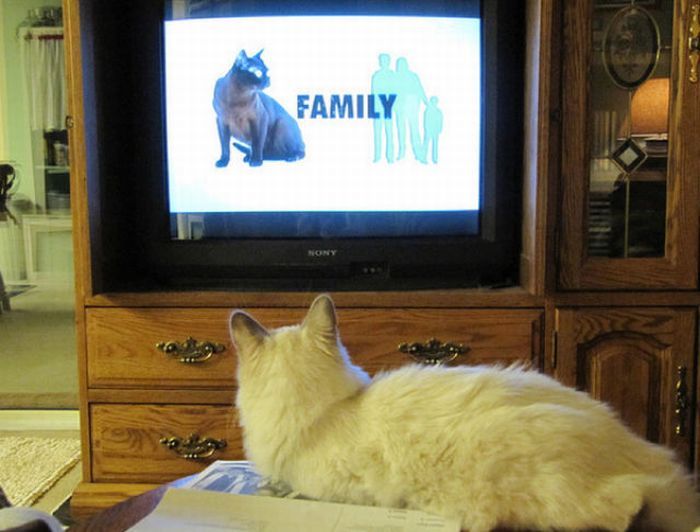Они тоже любят смотреть телевизор (78 фото)