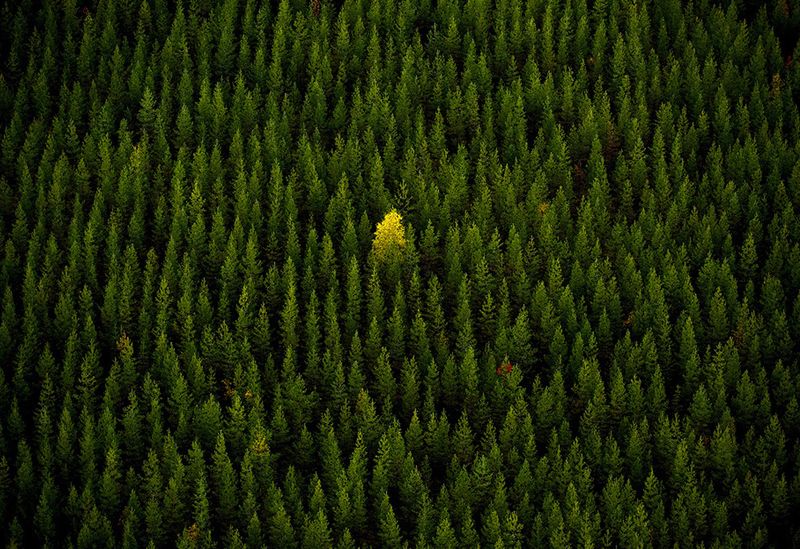 Один. Я летел в вертолете, фотографируя для работы, и вдруг увидел одинокое дерево, окруженное тысячами елей. Я сделал всего один снимок в этом замечательном свете. (Photo and caption by Mats Almlöf)