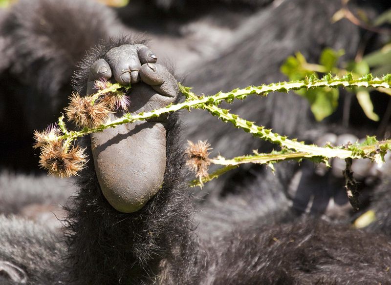Чертополох и ступня горной гориллы в Руанде. Мне повезло и я смог увидеть редких горных горилл в Руанде в феврале 2010 года. Эта молодая горилла уснула с чертополохом в ноге. Чертополох – один из источников питания для этих обезьян. Они учатся доставать сердцевину из несъедобного стебля. У этой гориллы сращение третьего и четвертого пальцев, что также часто бывает у людей. (Photo and caption by Jim Edwards)