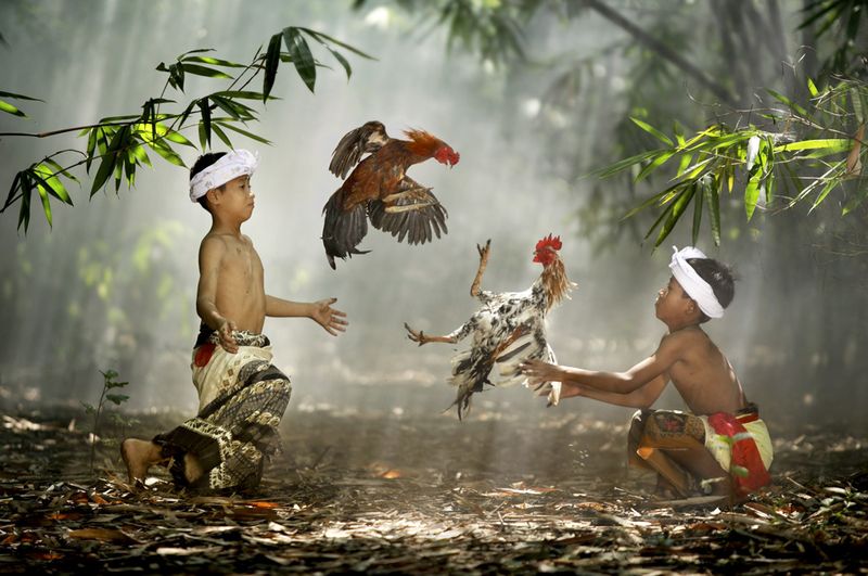 Поселок Сурадита, Западная Ява, Индонезия. Дети играют с петухами. Это не был петушиный бой, потому что у петухов не было лезвий на лапах. Детям нравятся такие игры, потому что у них нет обычных игрушек. (Photo and caption by Ario Wibisono)