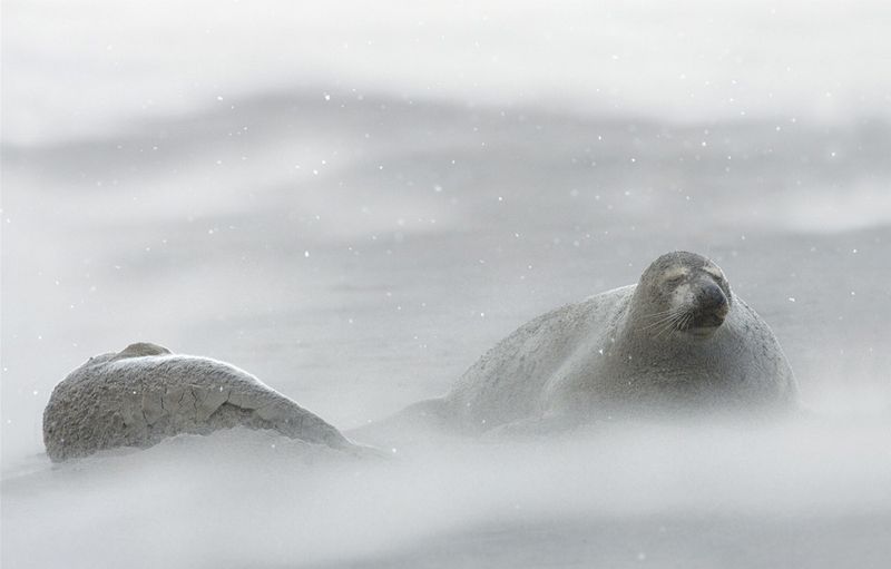 Североатлантические тюлени противостоят метели. Было уже -30, а из-за сильных ветров казалось еще холоднее. Мне пришлось расположиться так, чтобы заслонить камеру от ветра и снега. (Photo and caption by Eric Garnett)