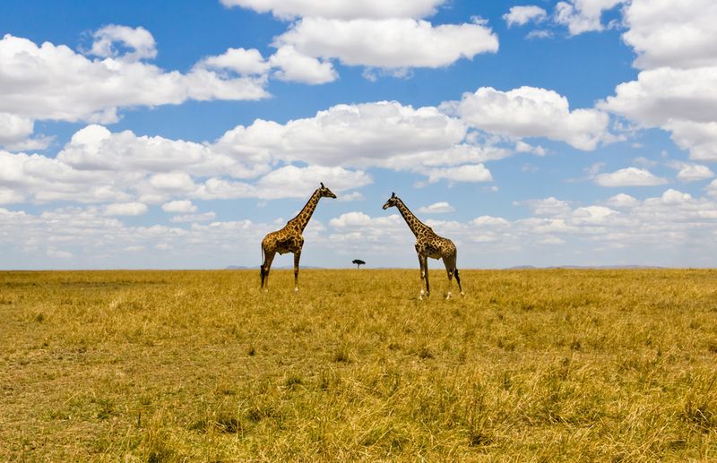 Жирафы в саванне. Этот снимок с необычной перспективой, на котором запечатлены два жирафа и дерево, был сделан в Масаи Мара, Кения. (Photo and caption by Niko Saunio)