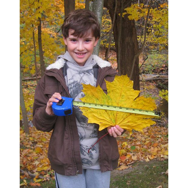 Джозеф Донато из Онтарио нашел самый большой кленовый лист 34,61 см. в ширину и 29,21 см. в длину.