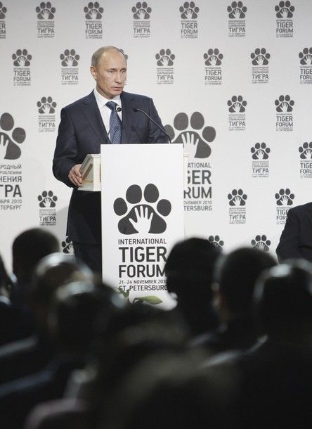 7. Премьер-министр России Владимир Путин сообщил, что к 2025-му году популяция тигров в мире должна увеличиться в два раза.