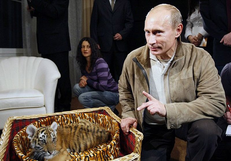 11. Путин уже имеет опыт общения с тиграми: ему часто шлют "живые подарки". В 2008 году на день рождения премьер-министру подарили уссурийского тигренка.