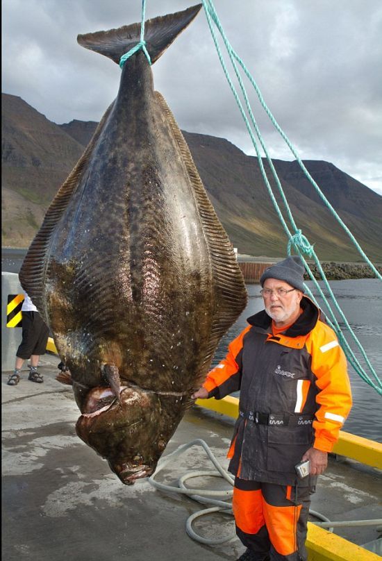 В Исландии рыбак поймал гигантского палтуса весом 220 кг (4 фото)