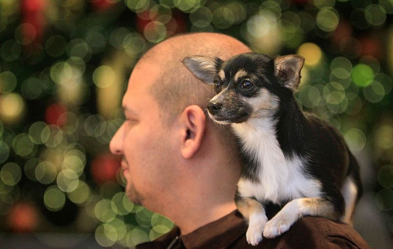 Кори Исаак с собачкой по кличке Руби ждет свою девушку, которая делает покупки в торговом центре "South Coast Plaza" в городе Коста Меса, штат Калифорния. (Mark Boster / Los Angeles Times)