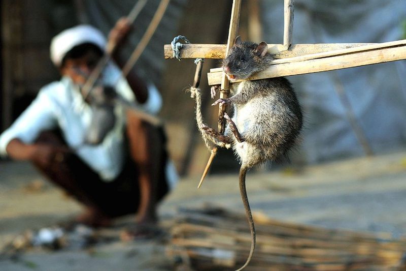 3. Работа крысобоя – занятие не для слабонервных. Профессия это не только во всех смыслах малопривлекательная, но и очень опасная, потому что крысы являются переносчиками множества болезней. 