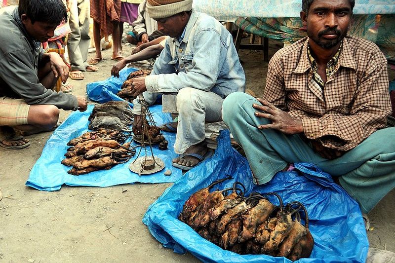 6. Жареные крысы уже давно продаются на местных рынках. А власти Бихара, одного из беднейших штатов Индии, официально призвали жителей штата перейти на крысятину, чтобы справиться с растущими ценами на продовольствие и сохранить запасы риса.