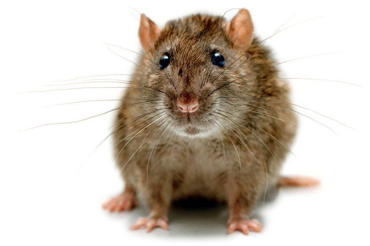 9. Однако крысы все еще остаются «чемпионами по выживанию» планеты Земля, поскольку в состоянии переносить максимально тяжелые условия. 