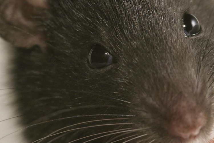 14. Крысы особенно активны в темное время суток. У этих грызунов не очень хорошее зрение, но слух, обоняние и осязание у них отменные. В полной темноте крыса ориентируется благодаря своим усам, которые представляют собой один из основных органов чувств у этих грызунов. Усы крысы вибрируют с частотой около 8 Гц.