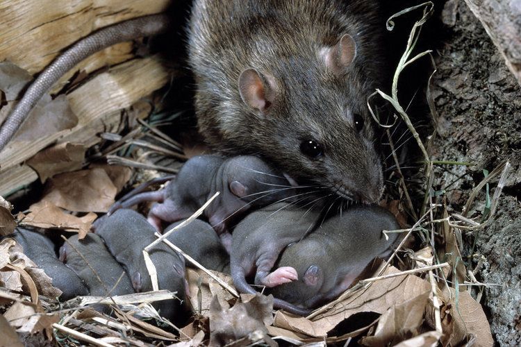 15. Период беременности крысиных самок составляет три недели, и сразу же после родов они снова готовы к зачатию. Таким образом, за 12 недель одна крыса может родить 100 детенышей.