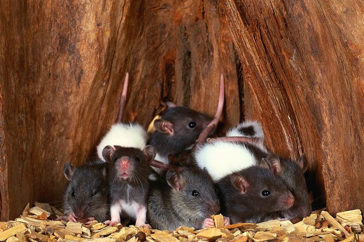 16. Если вы думаете, что крысы сильны исключительно в размножении, то ошибаетесь. В тестах на сообразительность крысы дают очень высокий результат.