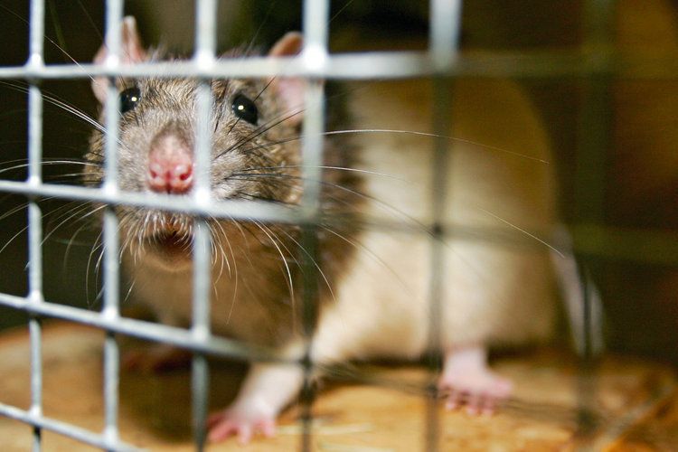17. Ученые также обнаружили, что крысы могут уклоняться от заданий, которые им не под силу. Хотя раньше считалось, что только приматы обладают способностью к оценке собственных сил.