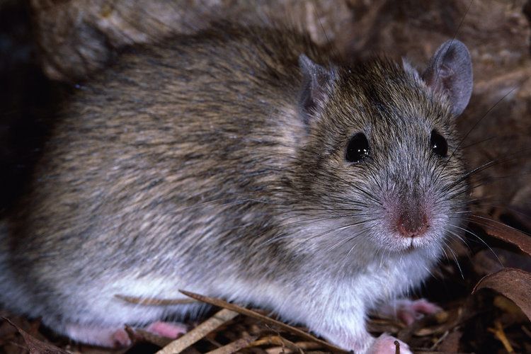 18. Обоняние играет в жизни крыс самую большую роль. Даже на больших расстояниях они могут безошибочно обнаружить следы пищи. С помощью обоняния крысы определяют своих сородичей и закрепляют за собой районы.
