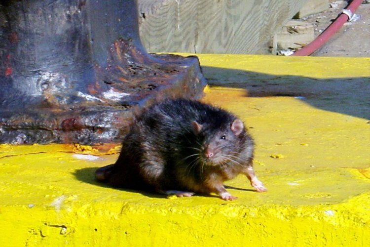 20. Помимо того, что крысы портят продукты питания, также они известны как переносчики многих инфекционных и паразитарных заболеваний человека. Самой страшной из болезней, переносимых крысами, является бубонная чума.